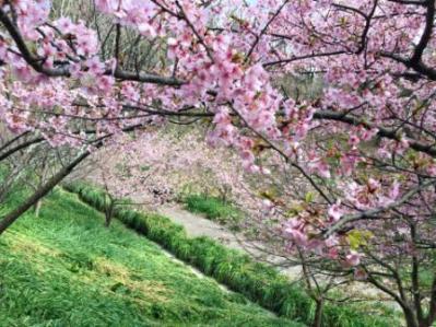 20160227-1sakumadam.jpg