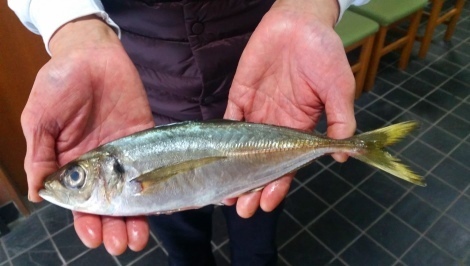 20180115_aji470bl.jpg
