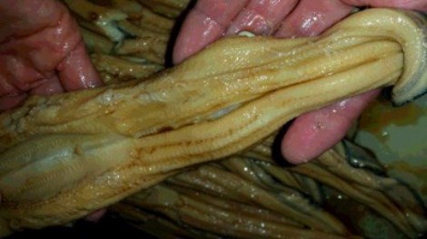 470anago.jpg