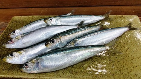 いわし魚470.jpg