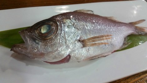しろめ470.jpg