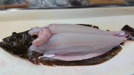 ひらめ470.jpg