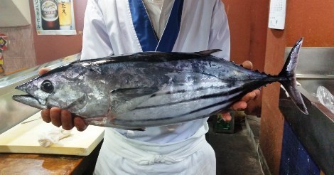 カツオ470.jpg