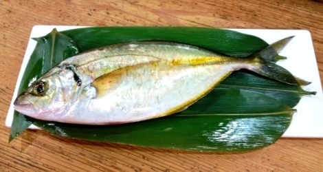 シマアジ.jpg