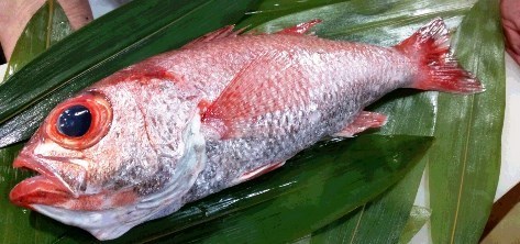 akamutu470a.jpg
