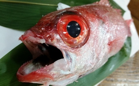 akamutu6.jpg