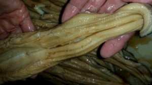 anagoni3.jpg