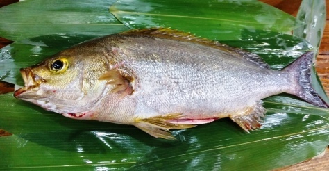 isaki55.jpg