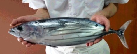katuurakatuo708.jpg