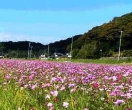 kosumosu1.jpg