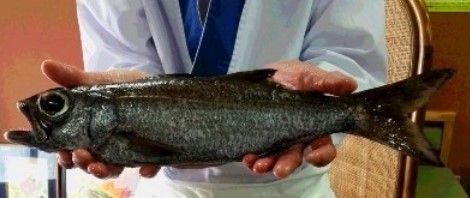 kuromutu01.jpg