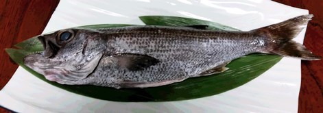kuromutu470blog.jpg