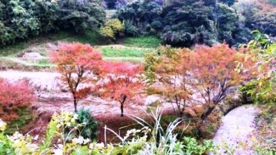 momiji1.jpg
