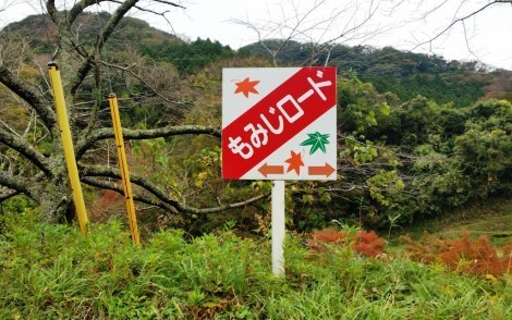 momiji470.jpg
