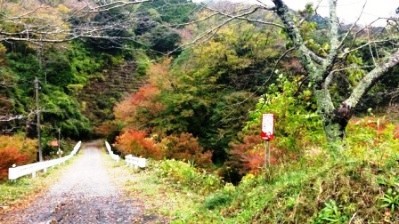 momiji5.jpg