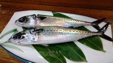 saba001.jpg