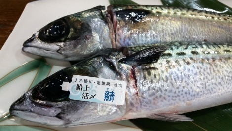 saba003.jpg