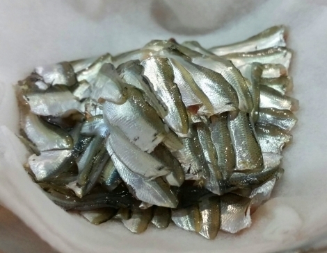 sinko007.jpg